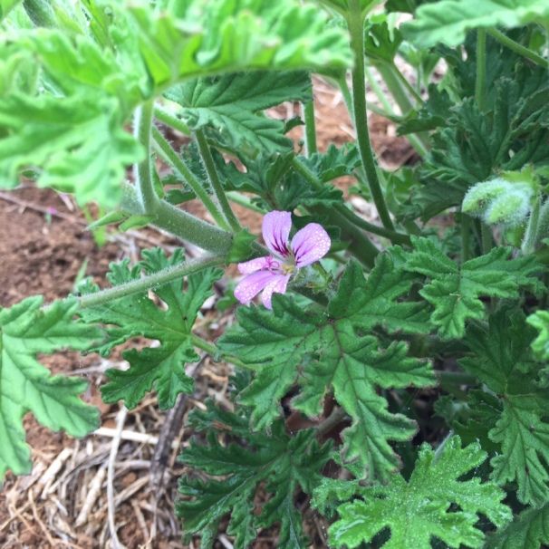 Geranium Bourbon (Pelargonium x asperum) Essential Oil