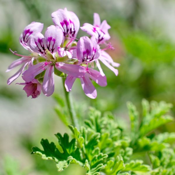 Geranium Rosat (Pelargonium graveolens) Essential Oil