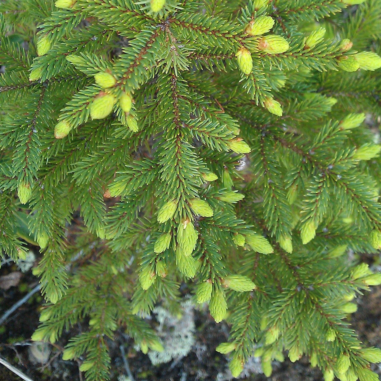 Black Spruce (Picea mariana) Hydrosol