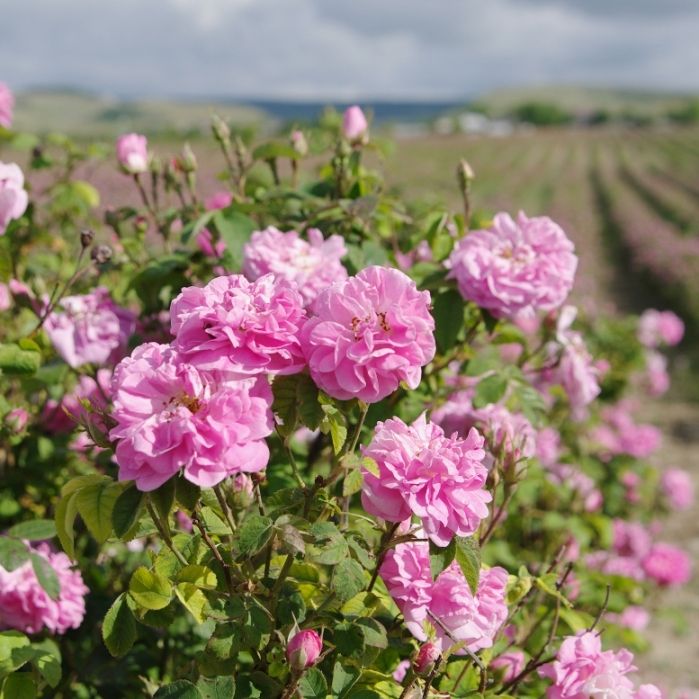 Damask Rose (Rosa damascena) Essential Oil