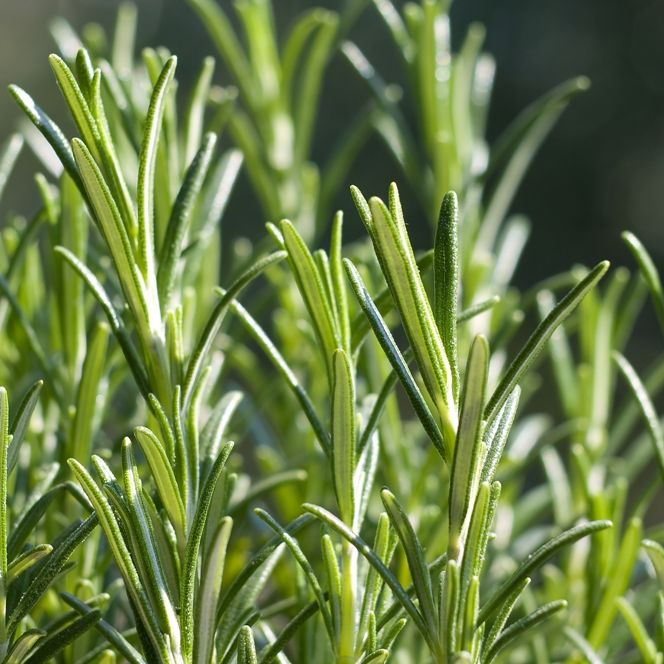 Rosemary ct. Camphor (Rosmarinus officinalis) Essential Oil