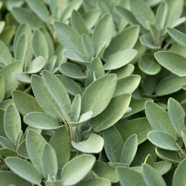 Sage, Common (Salvia officinalis) Essential Oil – Origine Aromatherapy