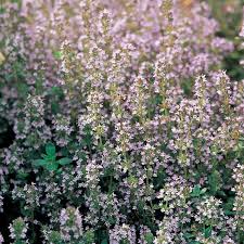 Thyme ct. Linalool (Thymus vulgaris) Essential Oil