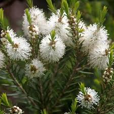 Tea Tree, (Melaleuca alternifolia) Essential Oil