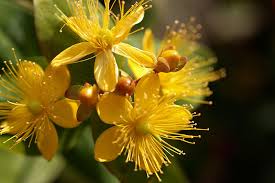 St. John's-wort (Hypericum perforatum) Essential Oil